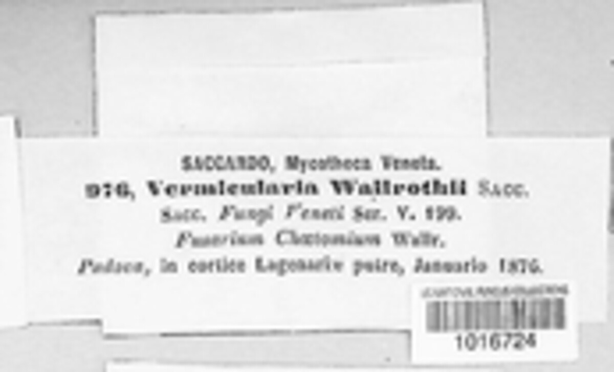 Vermicularia wallrothii image